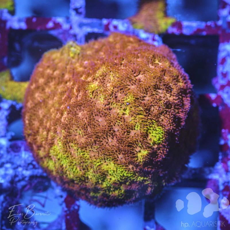 Psammocora Ultra Watermelon